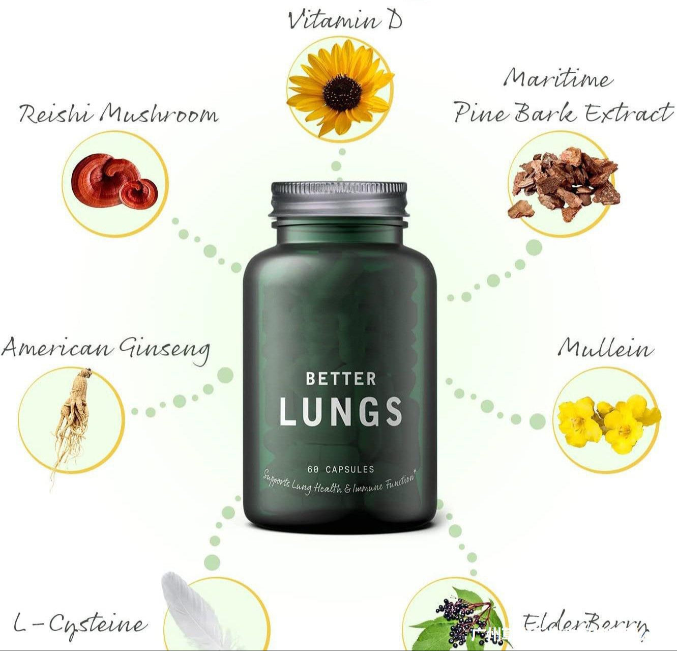 Herbal respiratory support capsules with mullein and chlorophyll