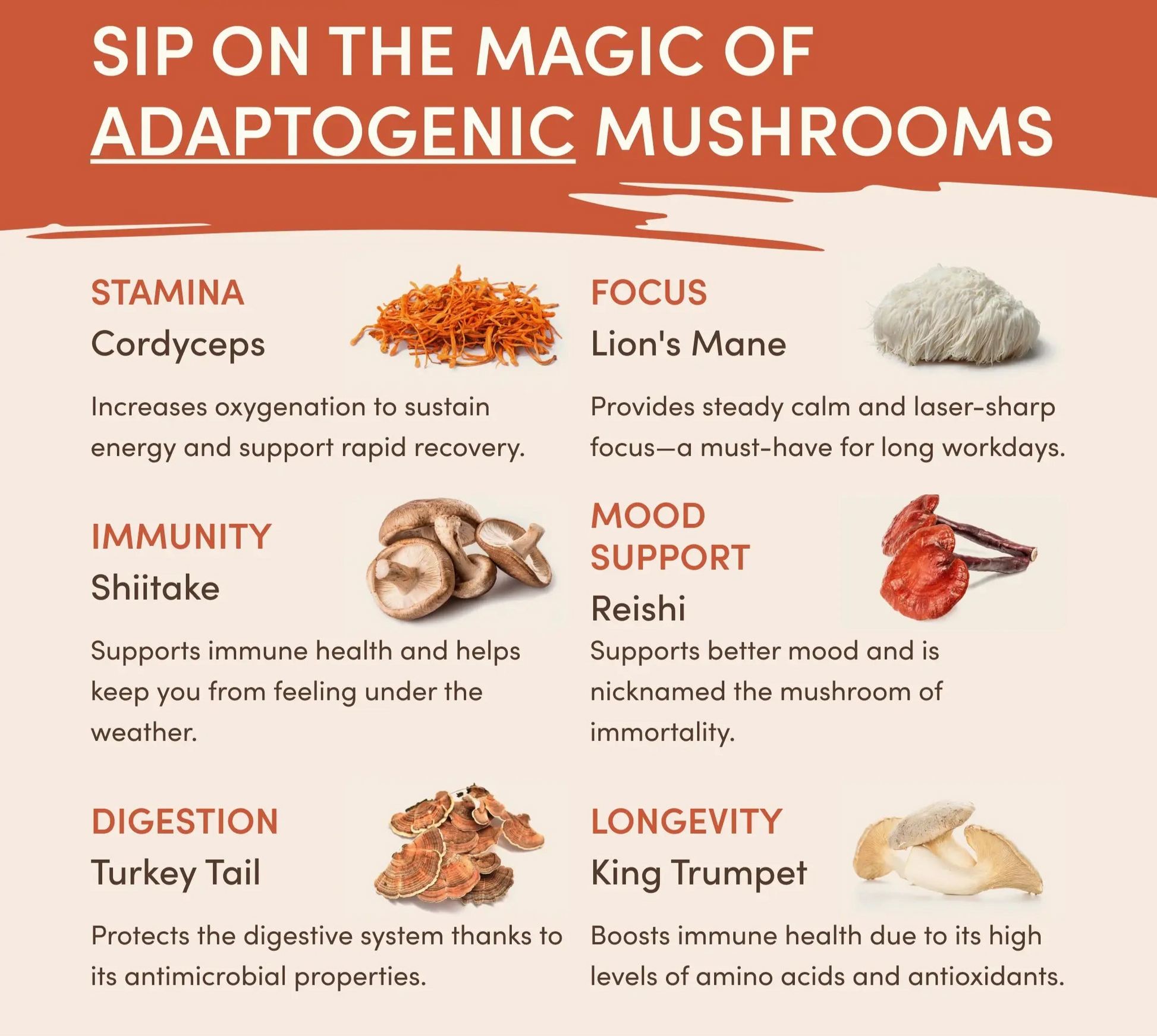Organic Arabica Coffee with Adaptogenic Mushrooms Superfood Creamer with Coconut Milk and Probiotics